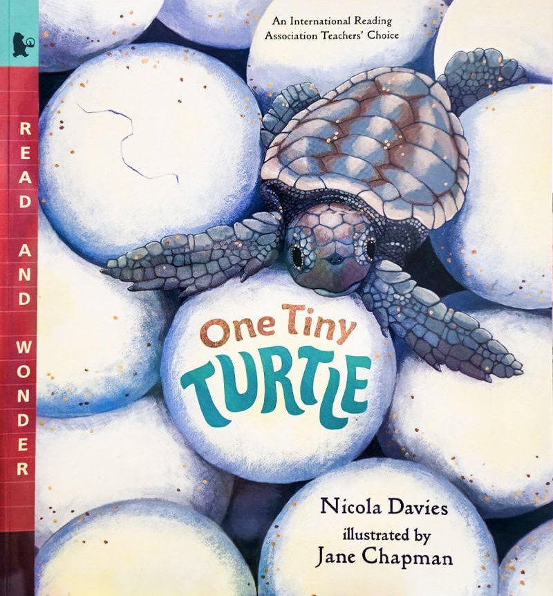 One Tiny Turtle